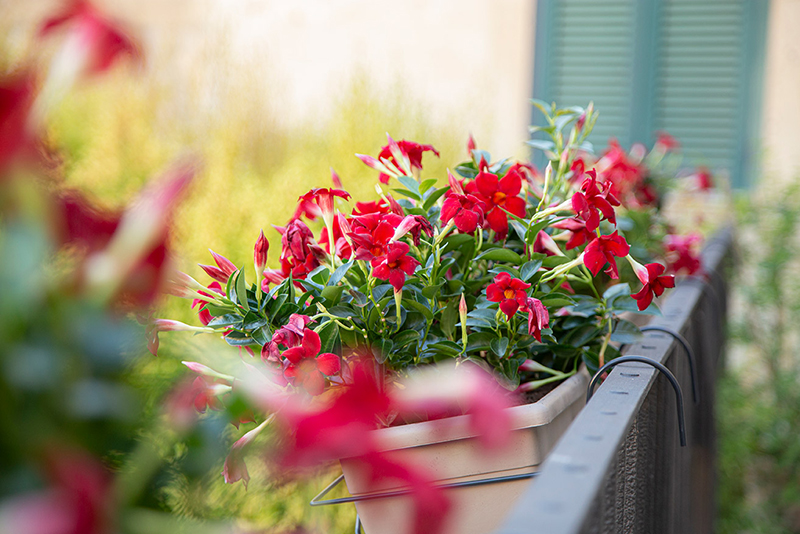 pool-garden-rose-iconic-rooms-holiday-salento-summer