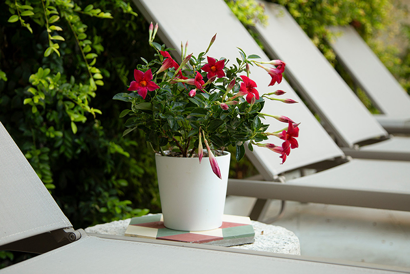 pool-garden-rose-iconic-rooms-holiday-salento-summer